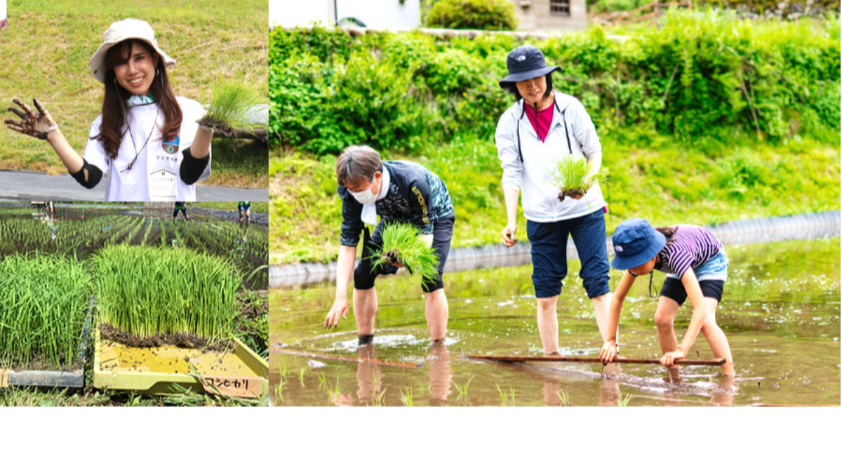 田植え体験会