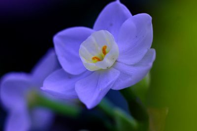 上司