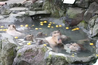 元祖カピバラの露天風呂